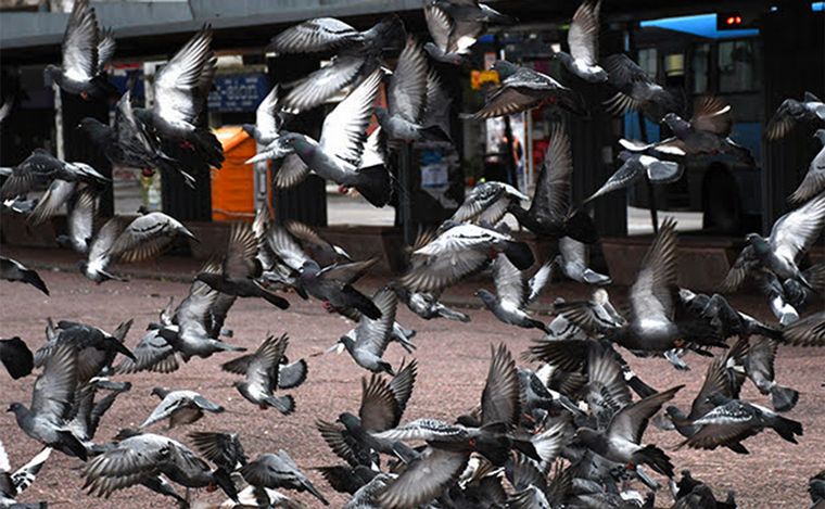 Analizan realizar un control 