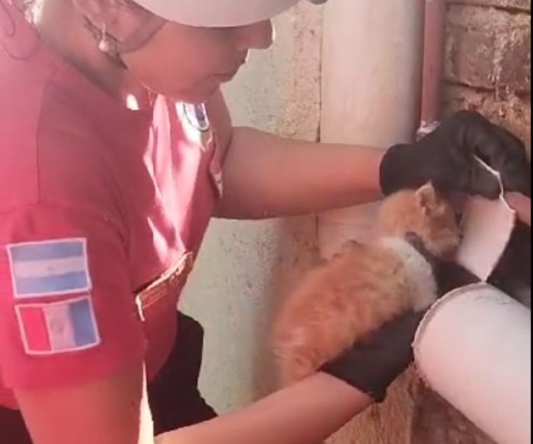 El otro costado de los bomberos: en menos de 24 horas rescataron a dos gatitos.