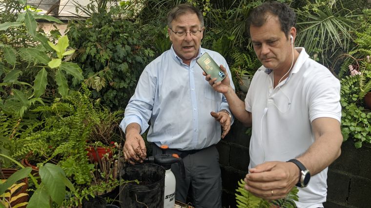 Aprendemos a multiplicar helechos, la planta que está en todos los patios