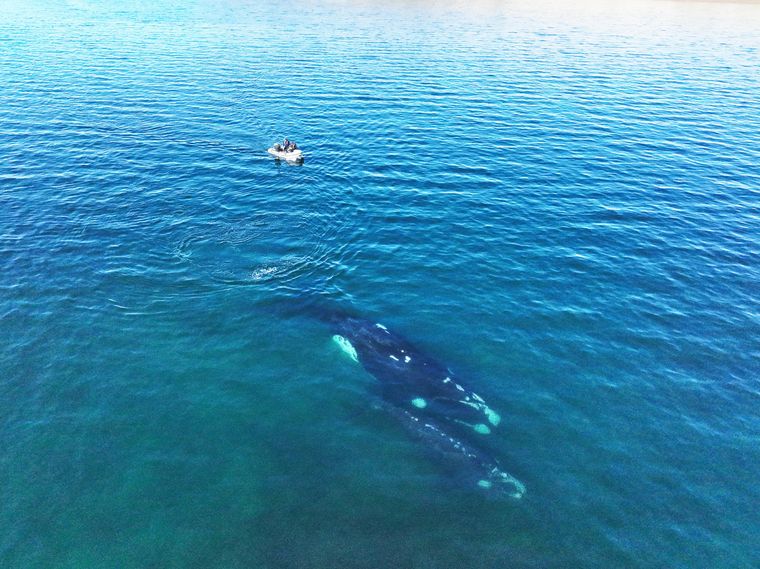 FOTO: La increíble historia de amistad entre un biólogo cordobés y una ballena franca