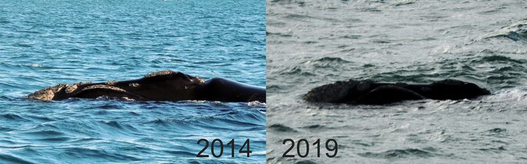 La increíble historia de amistad entre un biólogo cordobés y una ballena franca