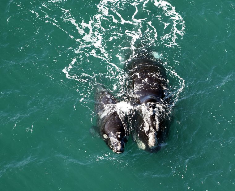 FOTO: La increíble historia de amistad entre un biólogo cordobés y una ballena franca