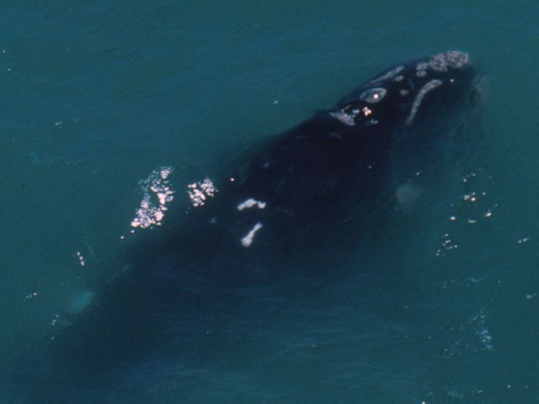 La increíble historia de amistad entre un biólogo cordobés y una ballena franca