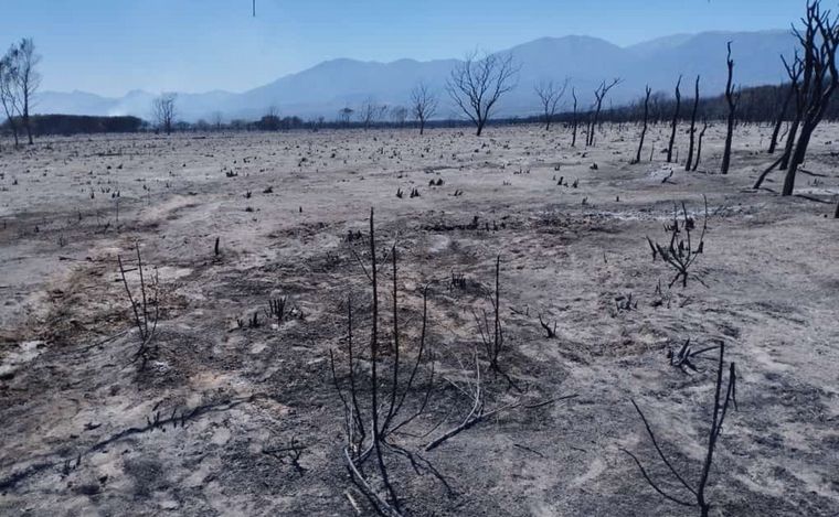Un incendio forestal en Salta arrasó más de 100 hectáreas y mató animales.