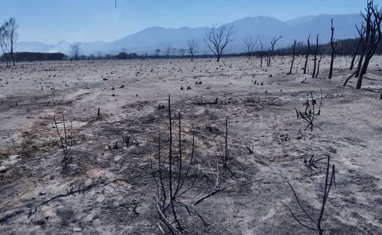 FOTO: Un incendio forestal en Salta arrasó más de 100 hectáreas y mató animales.