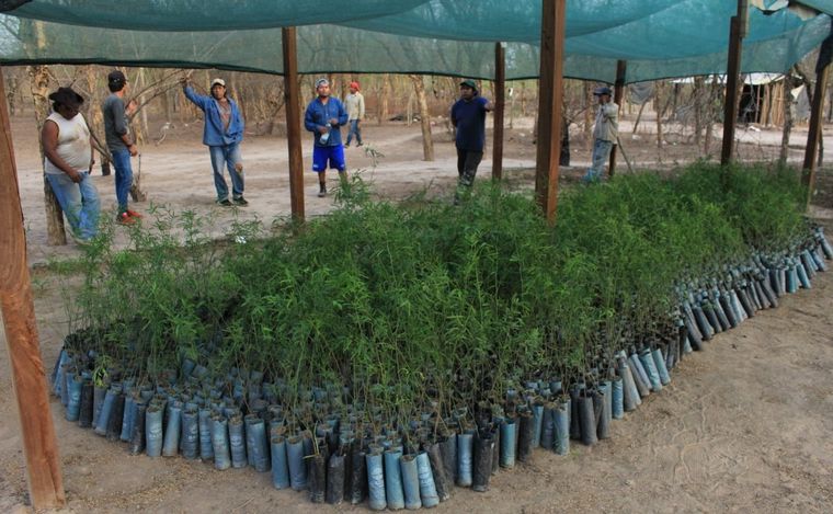 FOTO: La fábrica de árboles Baum y Alianza Wichi se unieron para reforestar el Gran Chaco.