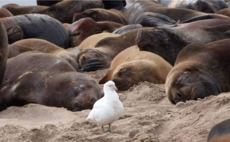 FOTO: Río Negro: más de 1200 lobos marinos muertos por gripe aviar.