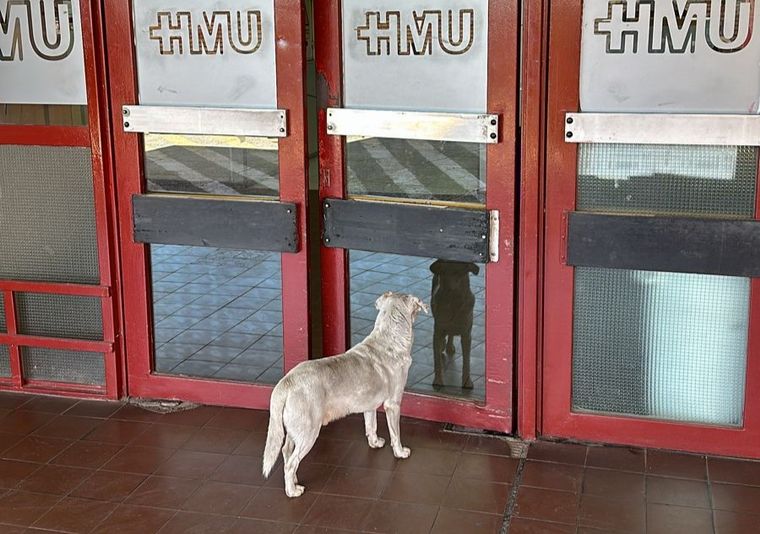 Buscan hogar para un perrito cuyo dueño murió en el Hospital de Urgencias