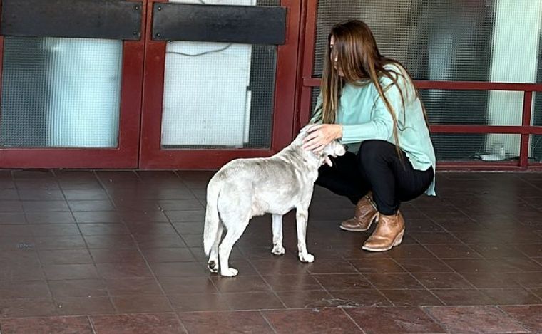 FOTO: El perrito que sigue esperando en el Hospital de Urgencias a su dueño asesinado.