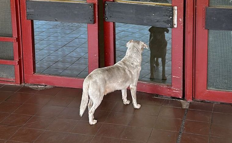 El perrito que sigue esperando en el Hospital de Urgencias a su dueño asesinado.