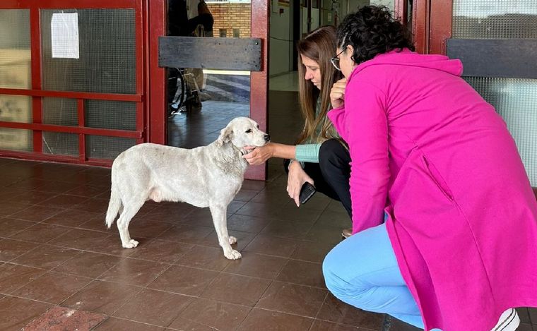 El perrito que sigue esperando en el Hospital de Urgencias a su dueño asesinado.