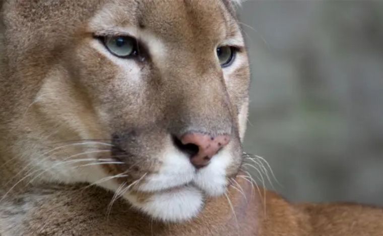 Alerta en Nuevo Alberdi: puma suelto causa preocupación en la zona norte.
