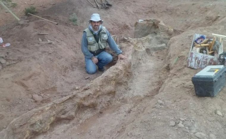 El hallazgo es de un dinosaurio saurópodo titanosaurio