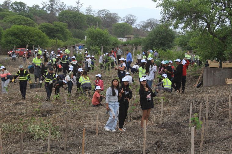 Baum busca recuperar el déficit de arbolado público. 
