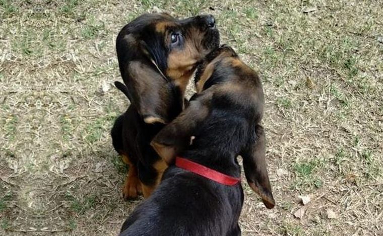 La Policía de Córdoba sumó dos nuevos integrantes.