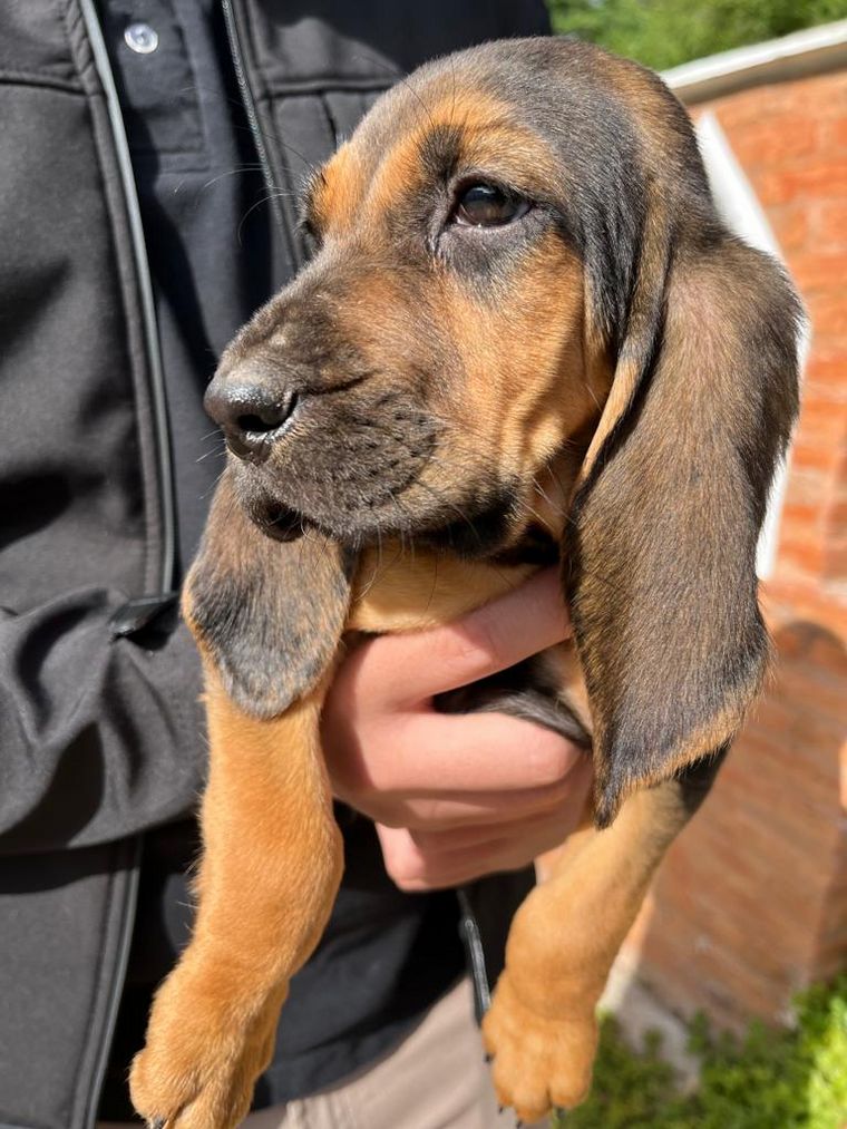 La Policía de Córdoba sumó dos nuevos integrantes.
