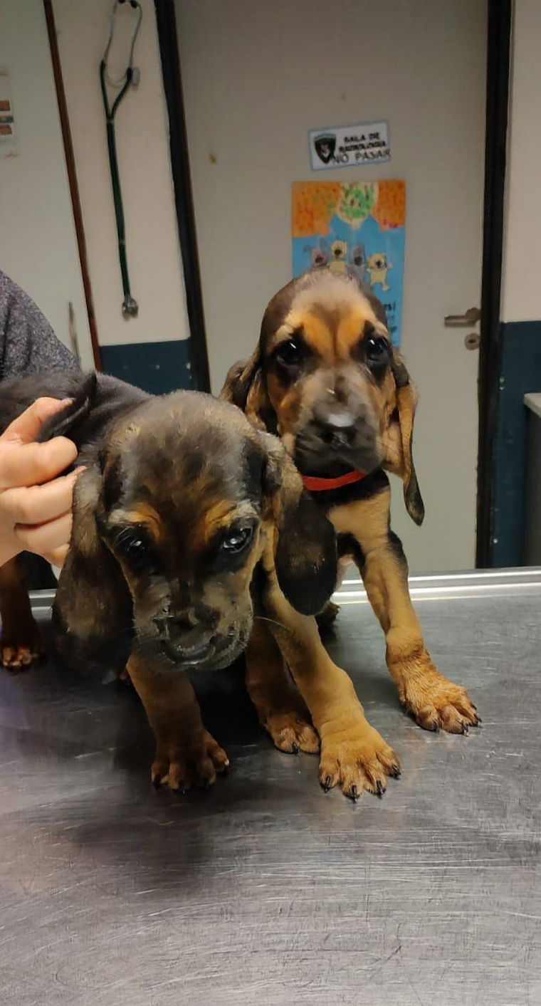 La Policía de Córdoba sumó dos nuevos integrantes.