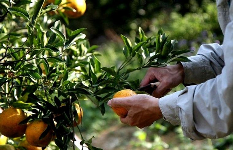 Por los planes sociales, no hay trabajadores para cosechar cítricos en Misiones.
