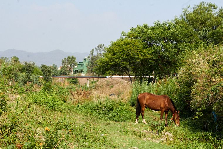 Junto a BAUM, Holcim plantó 1.300 árboles en Jujuy.