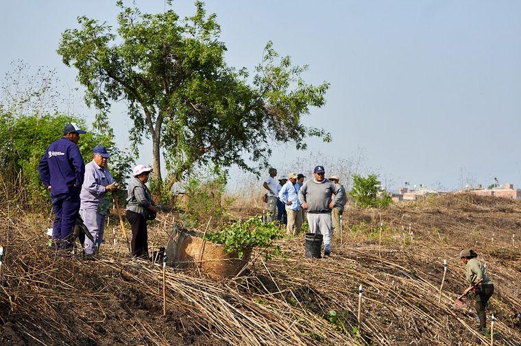 FOTO: Junto a BAUM, Holcim plantó 1.300 árboles en Jujuy.