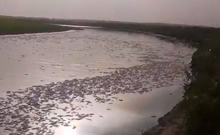 FOTO: Millones de peces murieron en el Rio Salí. (Foto: Captura video)