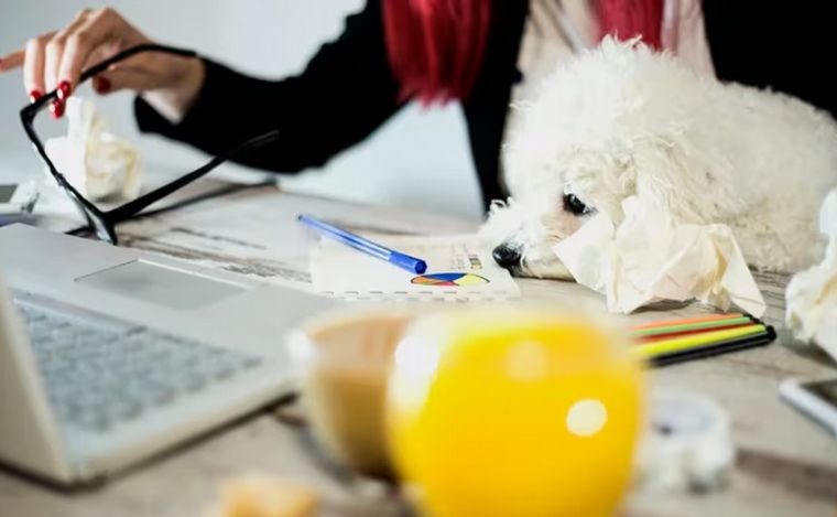FOTO: El papel de las mascotas ante el gran agotamiento laboral (Foto: iStock).