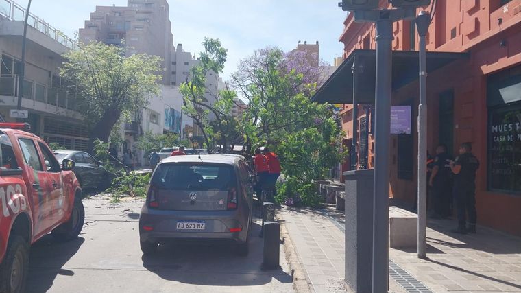 FOTO: Cayó un árbol de gran porte en barrio Güemes sobre dos vehículos
