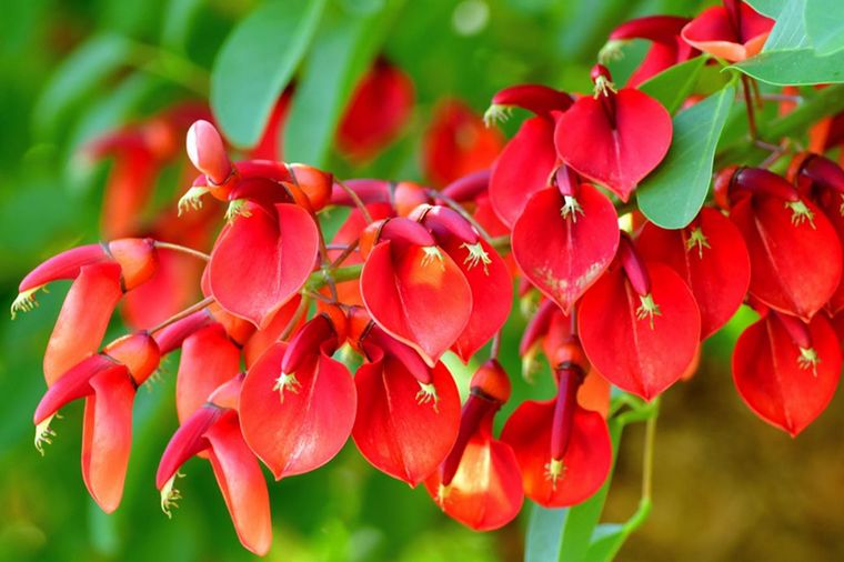 Se originó en América y se encuentra en Argentina, Uruguay y Brasil ( Hogarmanía)