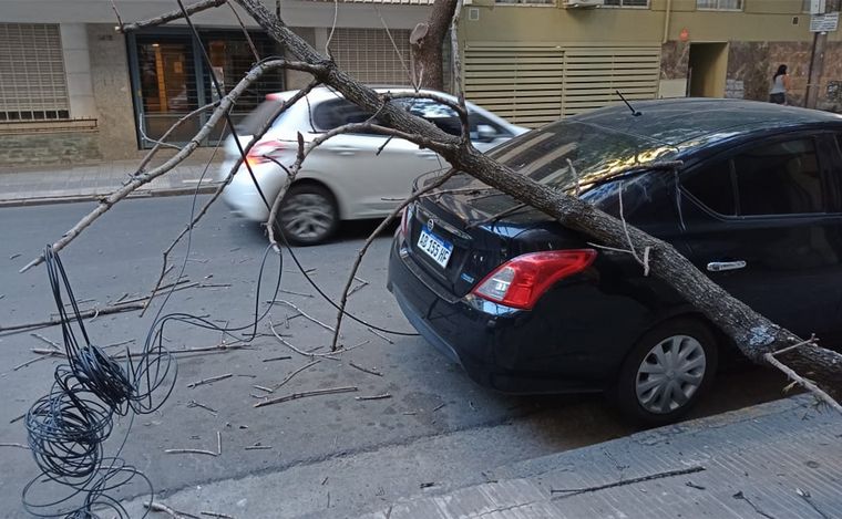 FOTO: Se cayó un árbol en el macrocentro de Rosario: arrastró cables e impactó a un auto.