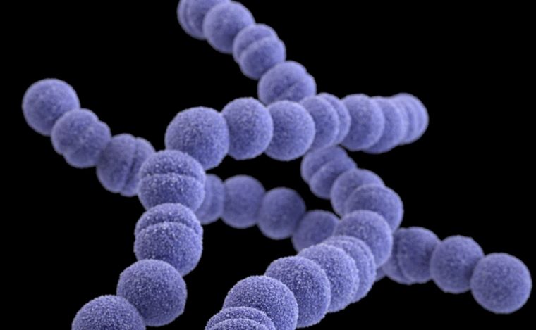 FOTO: Streptococcus pyogenes: alerta por la cantidad de casos y muertes en el país