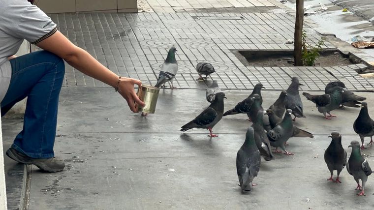 Griselda y sus amigas emplumadas.