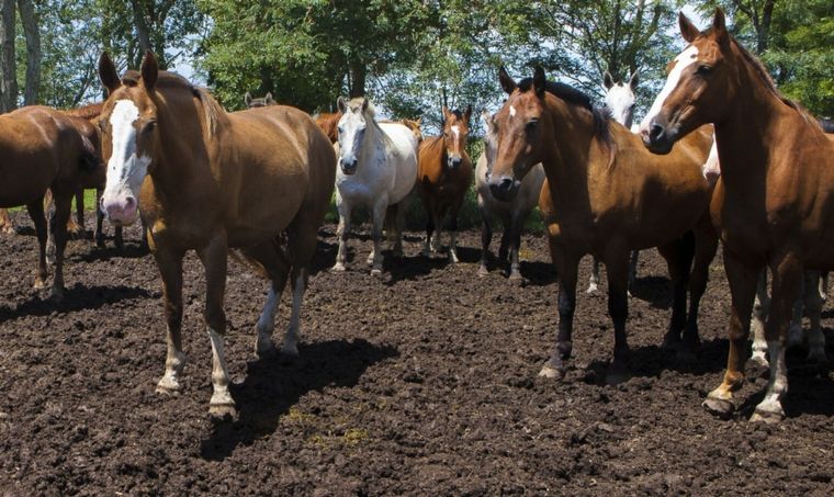 Se confirmó un nuevo brote de encefalomielitis equina en Córdoba.