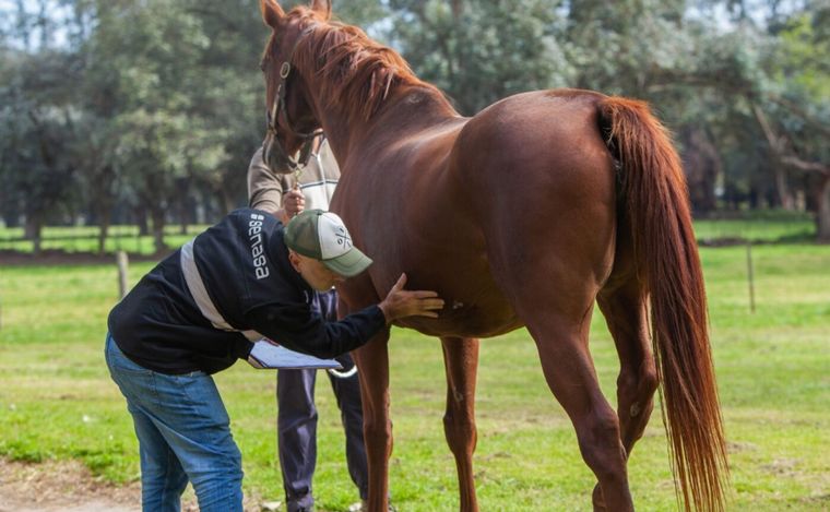 Encefalomielitis equina.