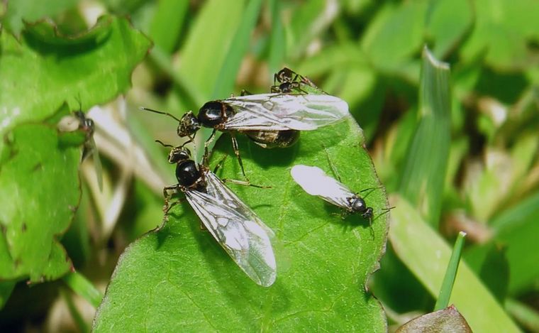 FOTO: Qué hacer ante plagas de hormigas voladoras y cómo prevenir el dengue en verano.