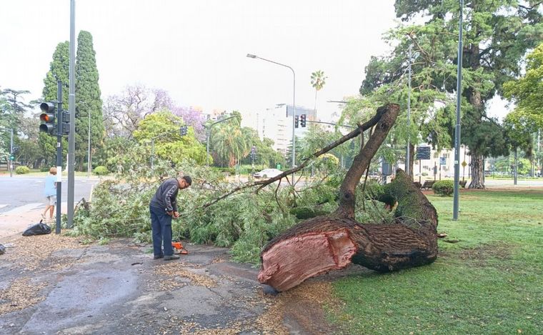 FOTO: La rama de gran porte cayó en Bv. Oroño y Cochabamba