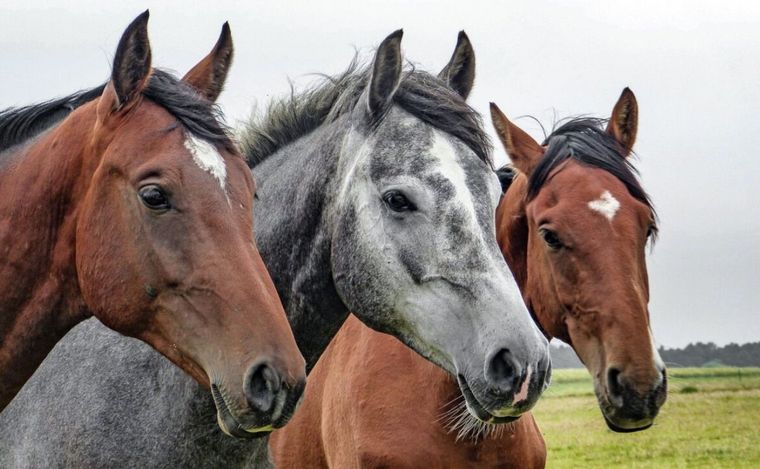 La encefalomielitis equina causa problemas en Rosario.
