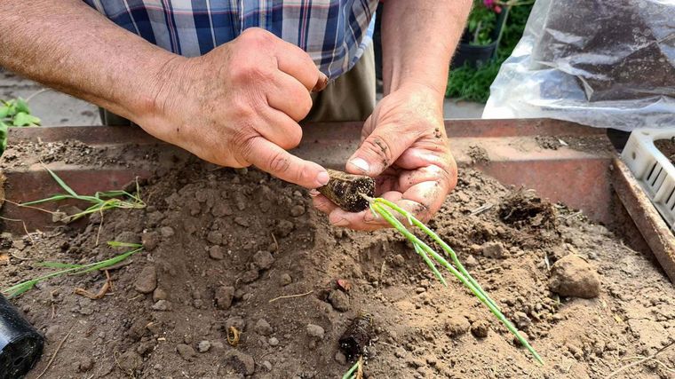 Usan un desecho industrial para producir 