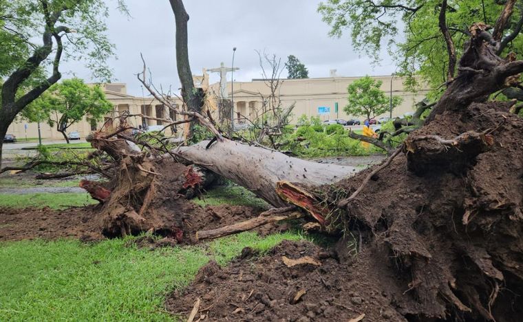 Los árboles se arrancaron de raíz.