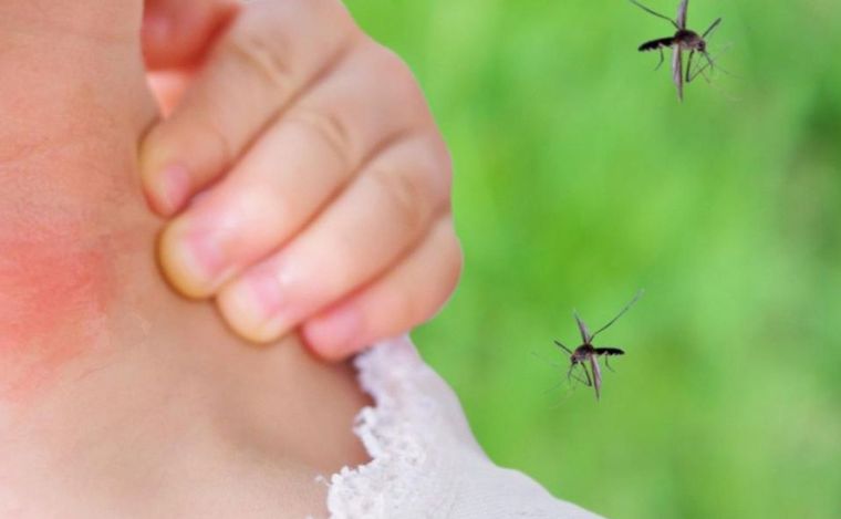 En Rosario hay insectos de todo tipo. Los mosquitos dominan el ambiente.