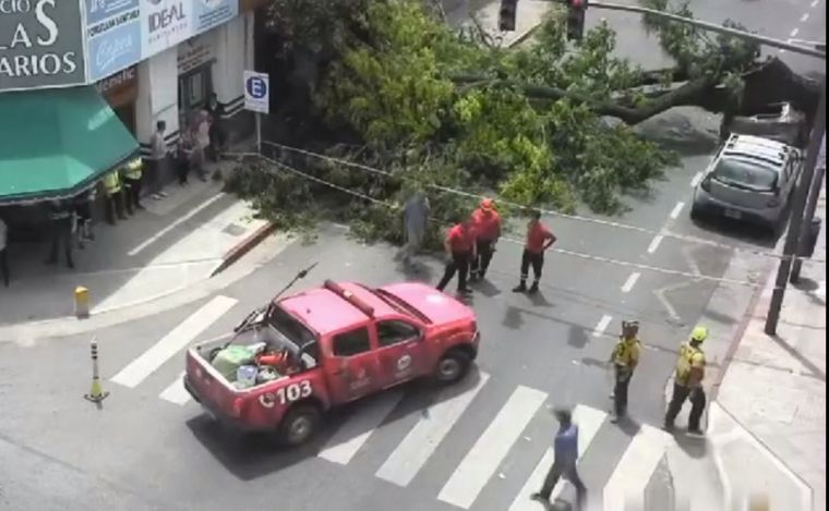 Cayó un arbol en el centro de Córdoba: una persona se salvó de milagro