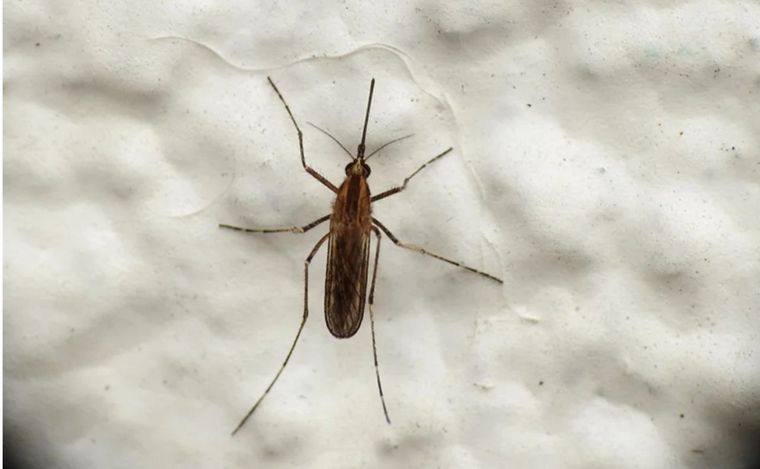 El mosquito Aedes albifasciatus. (Foto: NA)