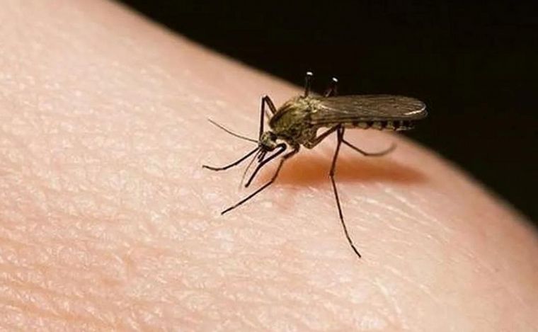Invasión de mosquitos en Rosario.