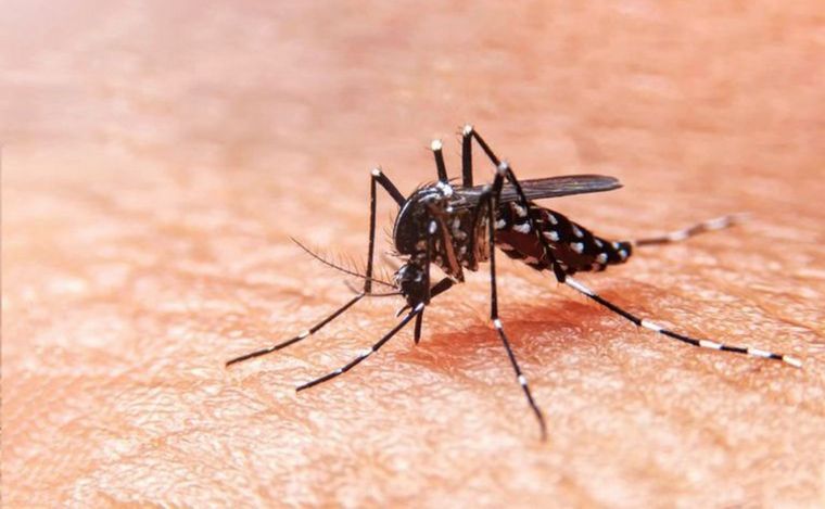 FOTO: Invasión de mosquitos en AMBA: faltan repelentes y los precios se dispararon.
