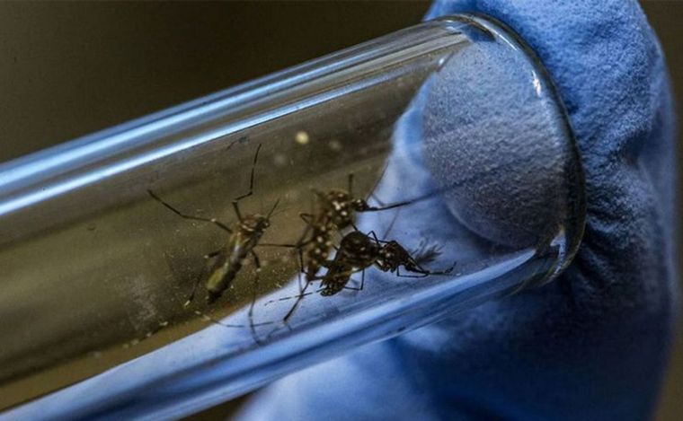 Cómo prevenir el ataque de mosquitos: por qué pican a unos más que a otros.