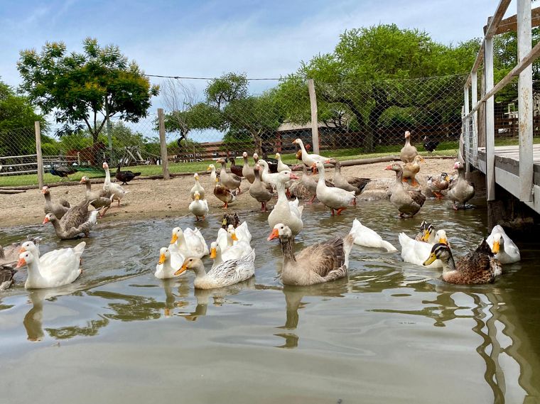 Cadena 3 visitó la Granja Los Juanes.