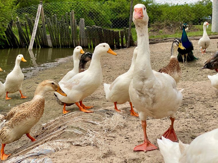 Cadena 3 visitó la Granja Los Juanes.