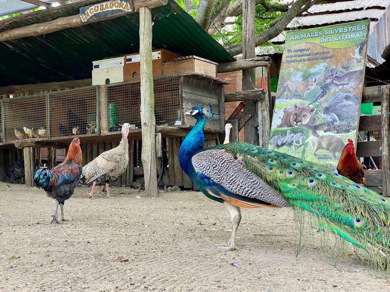 Cadena 3 visitó la Granja Los Juanes.