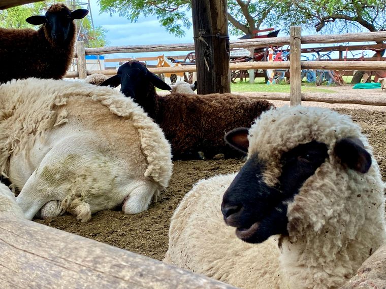 Cadena 3 visitó la Granja Los Juanes.