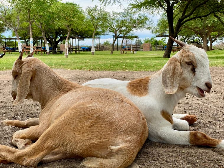 Cadena 3 visitó la Granja Los Juanes.