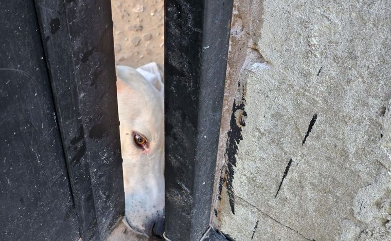 El perrito recibe agua y comida por un pequeño lugar del portón de entrada. 